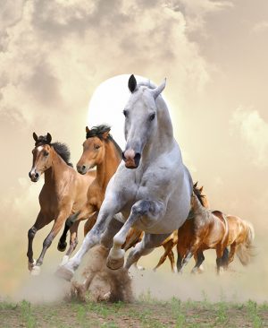 Background Running Horse Wallpaper
