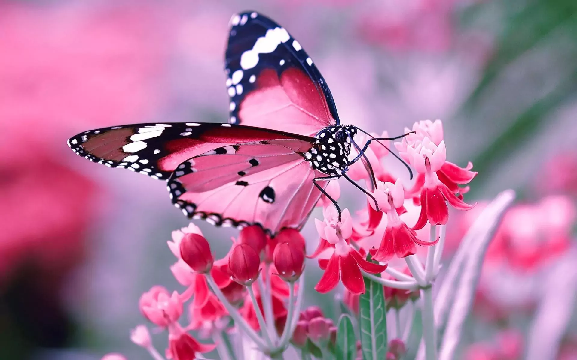 Background Butterfly Wallpaper