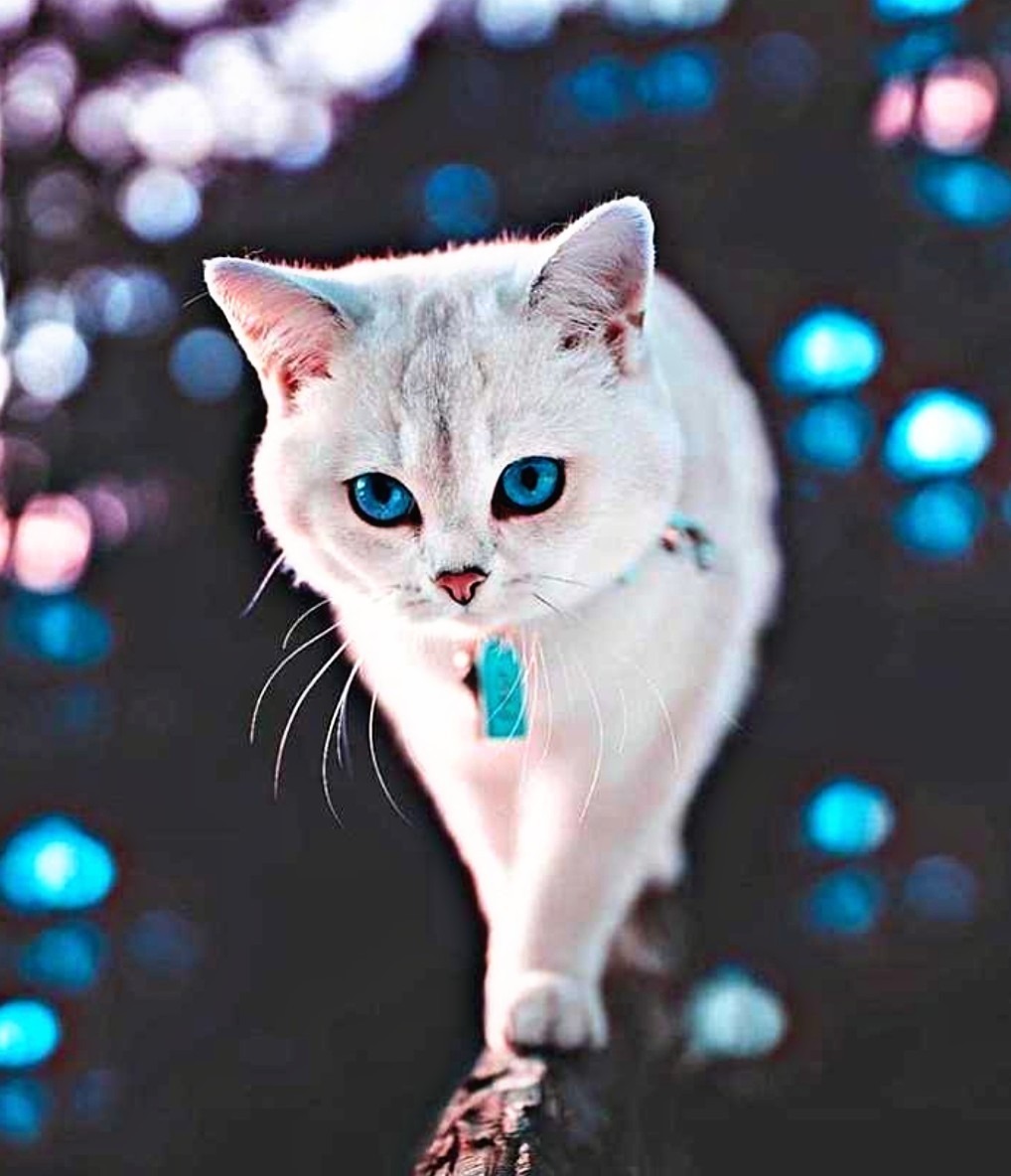 Background Cat Wallpaper