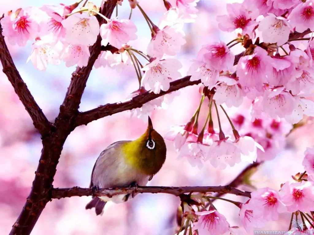 Background Spring Wallpaper