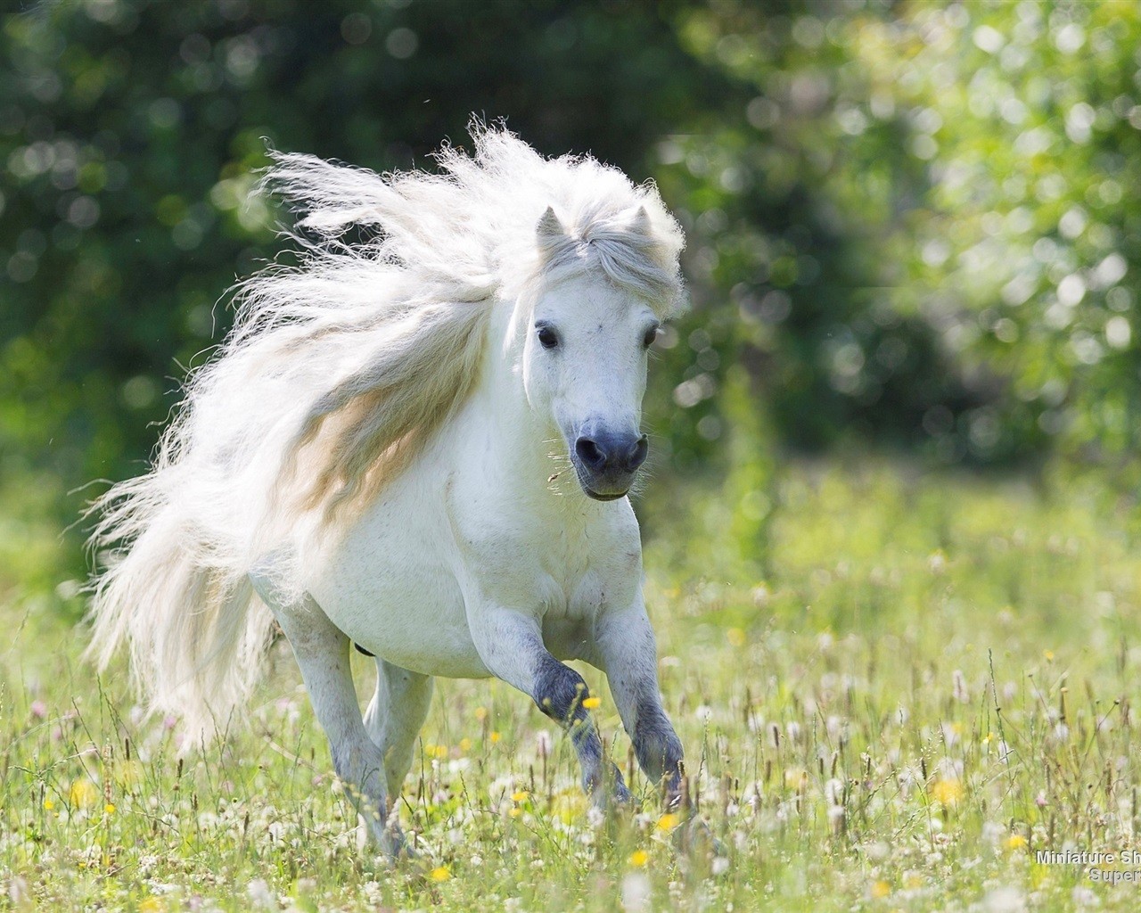 Background Running Horse Wallpaper