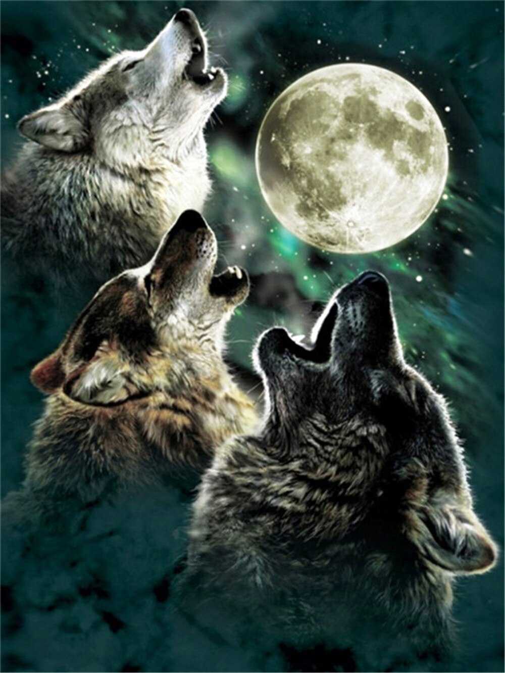 Background Wolf Wallpaper