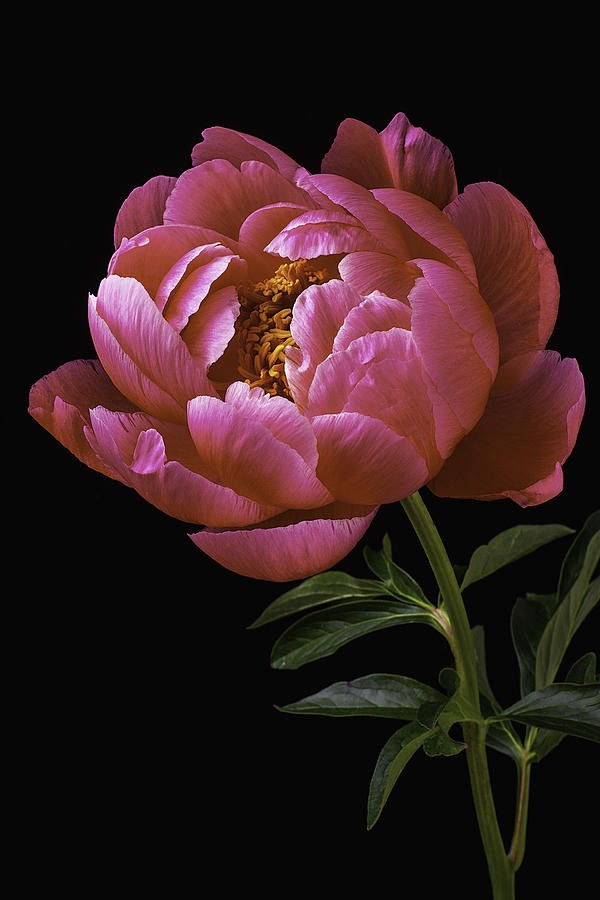 Background Peony Wallpaper