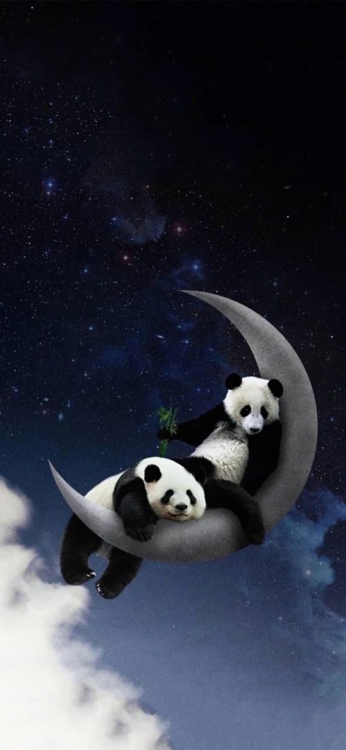 Background Panda Wallpaper