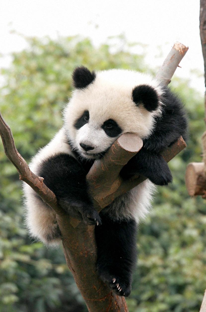 Background Cute Panda Wallpaper