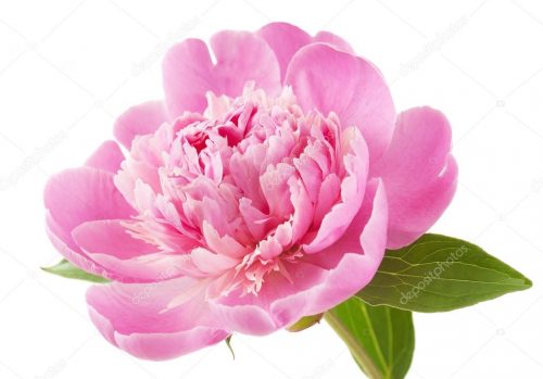 Background Peony Wallpaper