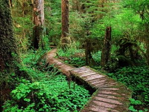 Background Free Nature Wallpaper