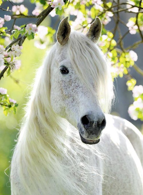 Background Horse Wallpaper