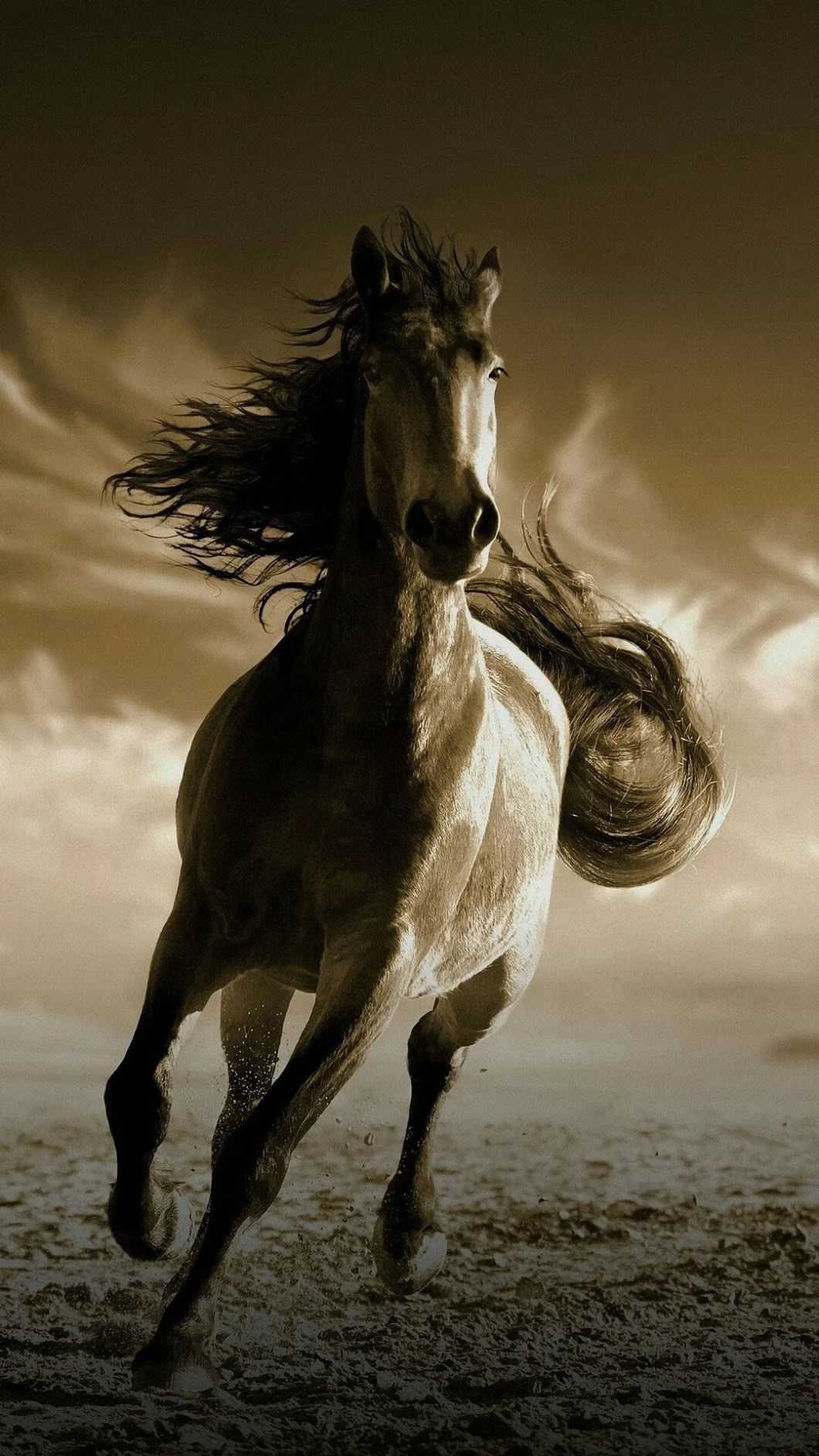 Background Horse Wallpaper