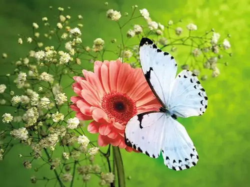 Background Butterfly Wallpaper