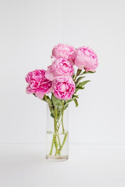 Background Peony Wallpaper