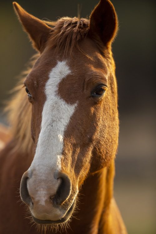 Background Horse Wallpaper