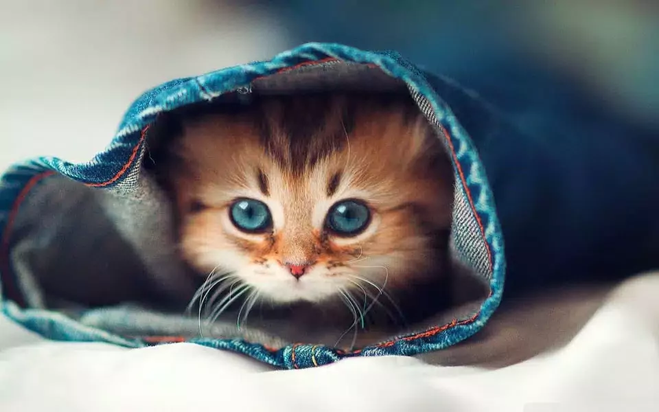Desktop Cat Wallpaper