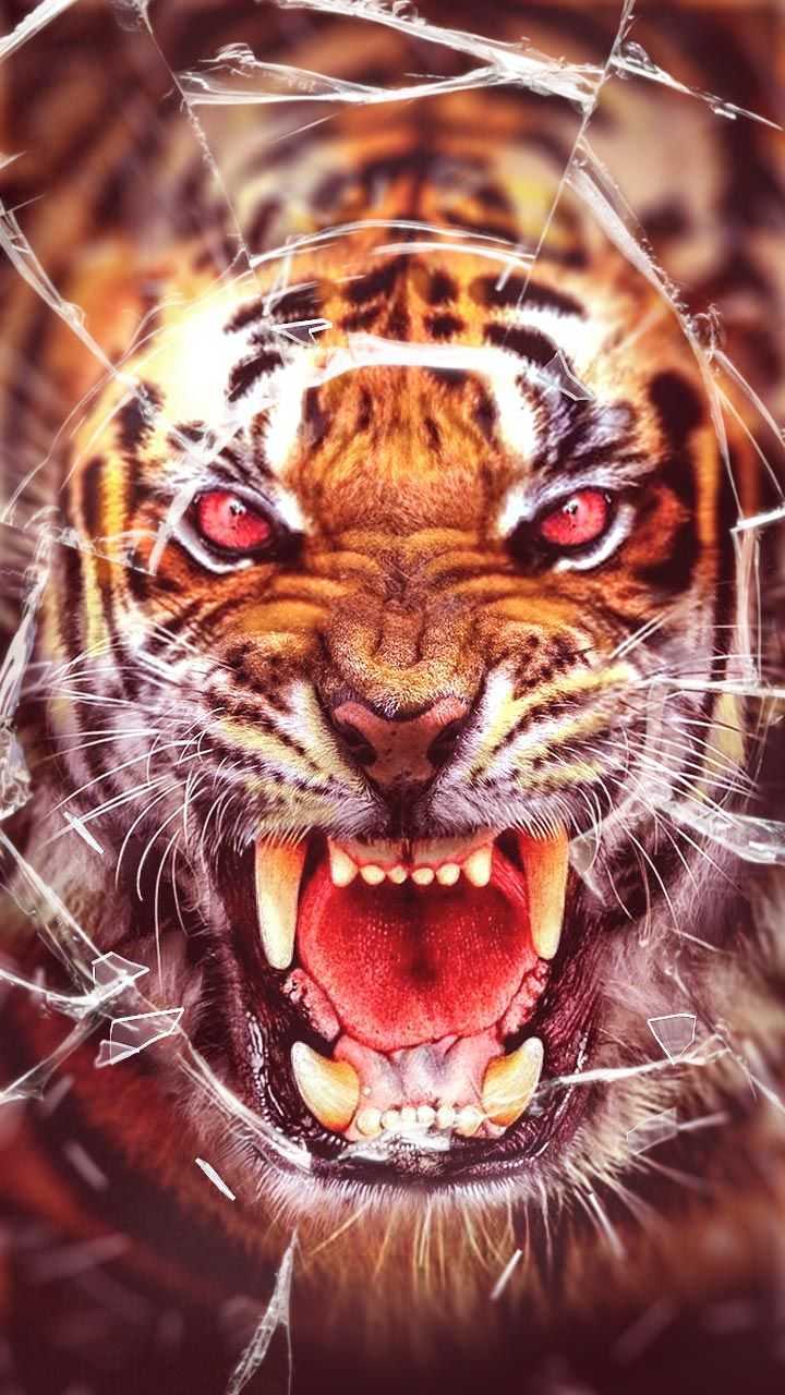 Background Tiger Wallpaper