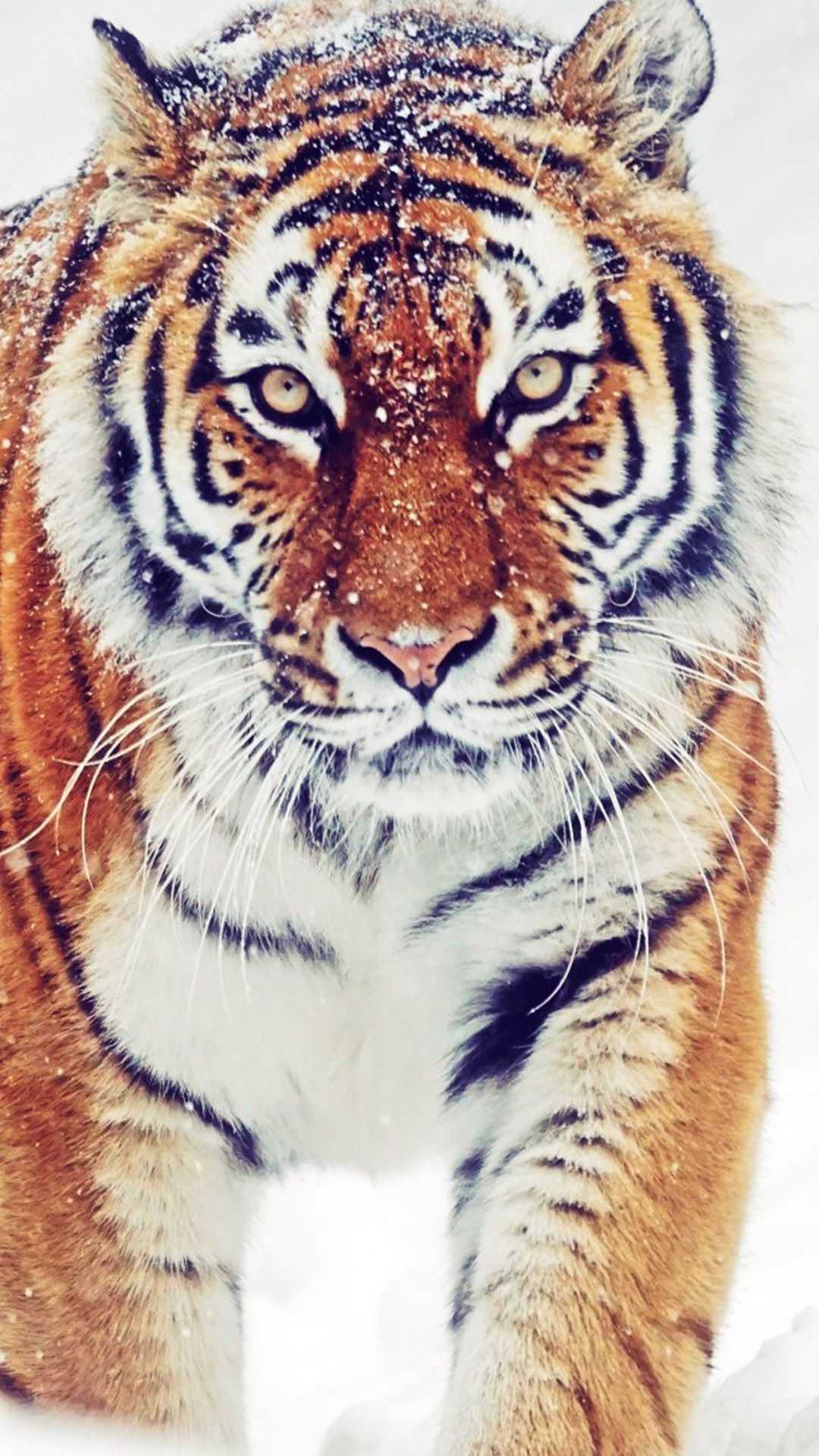 Background Tiger Wallpaper