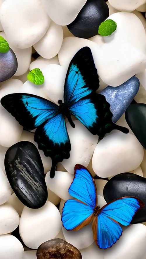 Background Butterfly Wallpaper