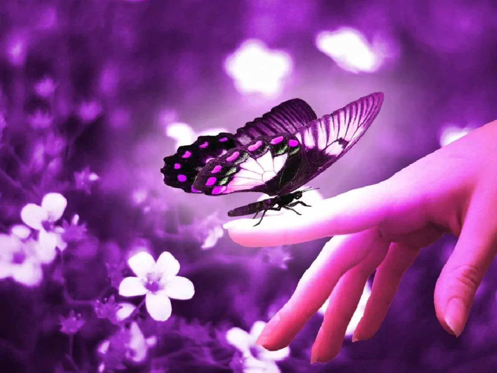 Background Butterfly Wallpaper