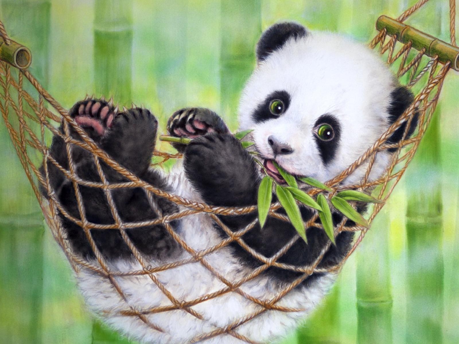 Background Panda Wallpaper