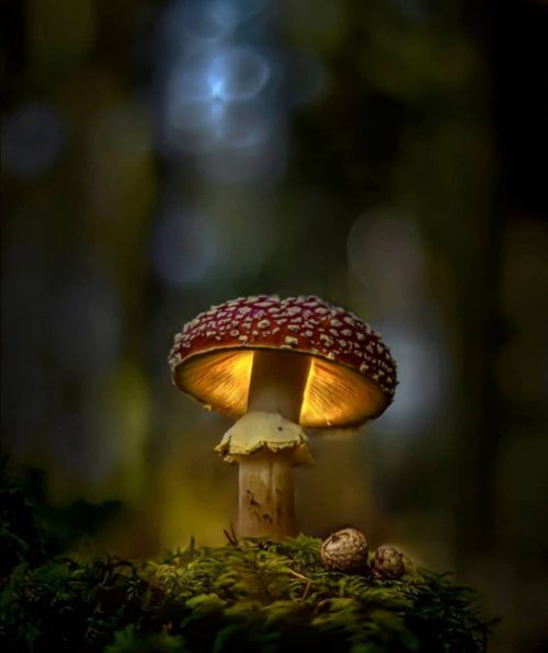 Mushroom Wallpaper