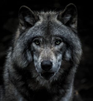 Background Wolf Wallpaper