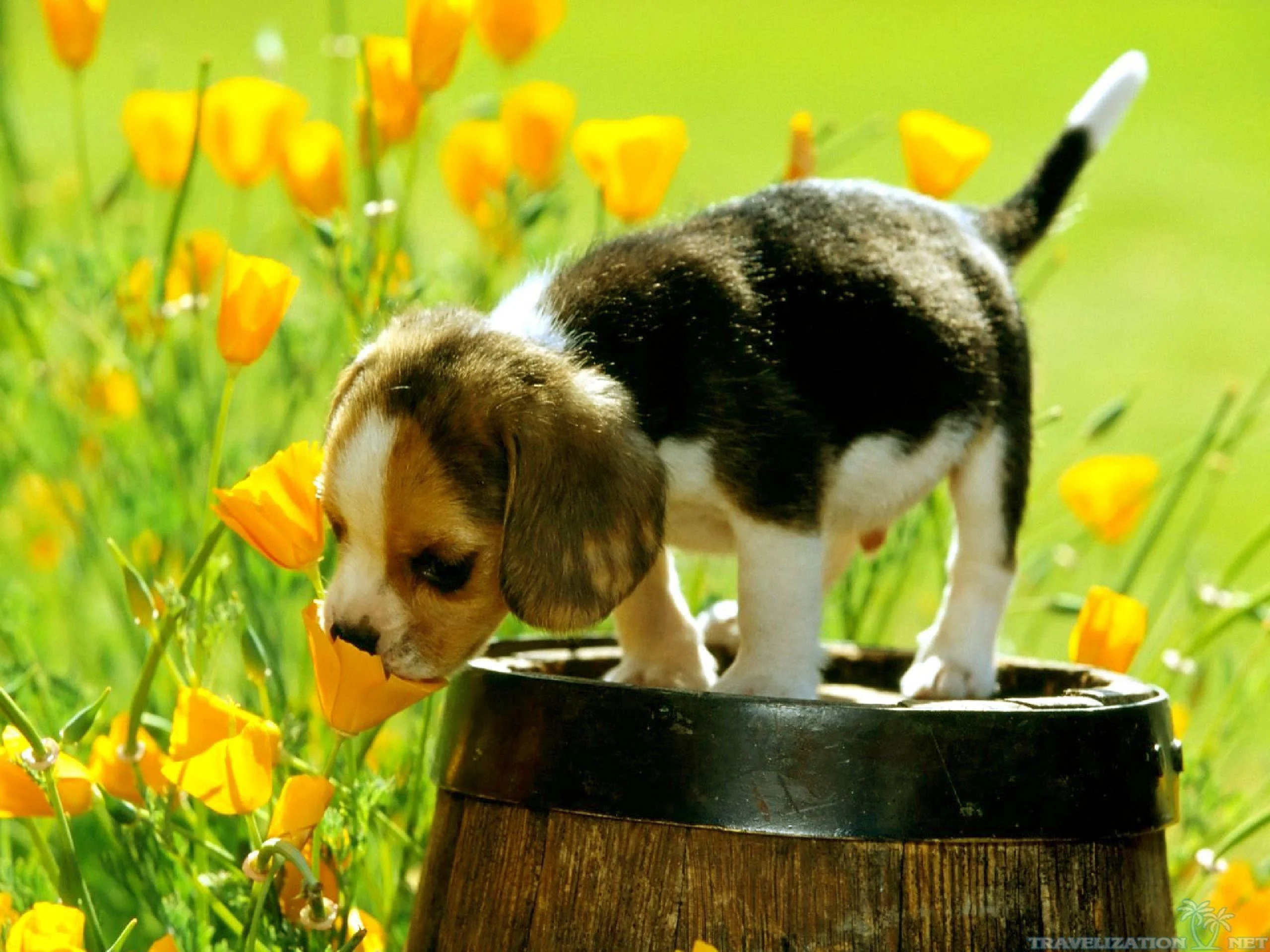 Puppy Wallpaper