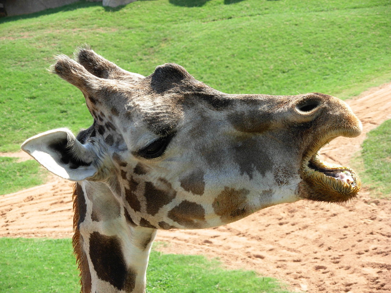 Background Giraffe Wallpaper