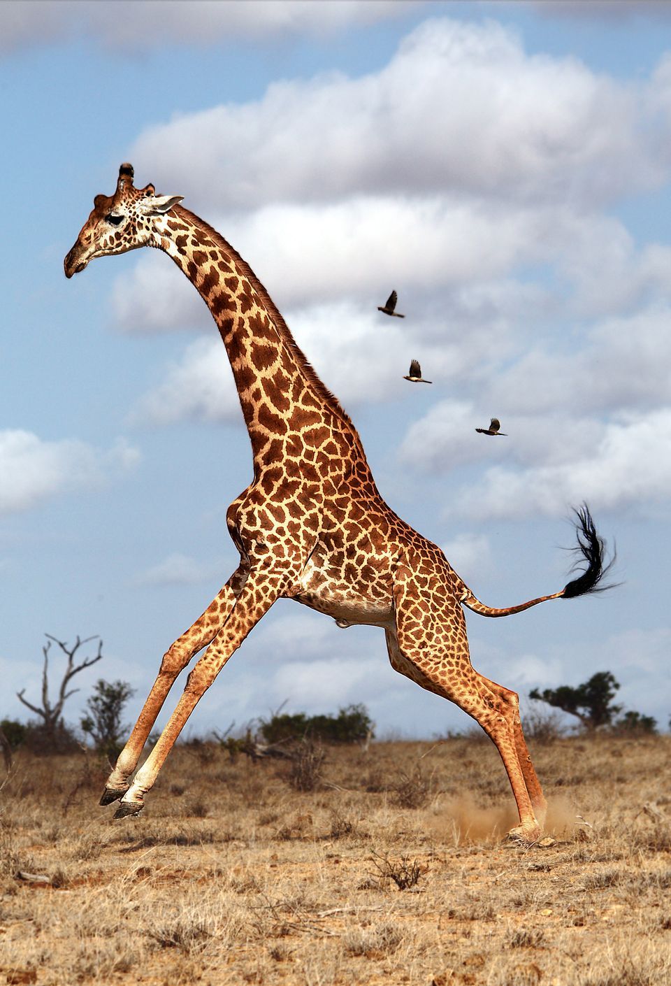 Background Giraffe Wallpaper