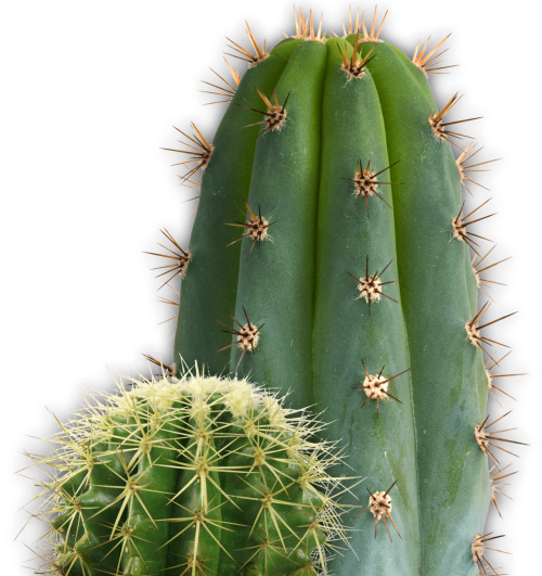 Background Cactus Wallpaper