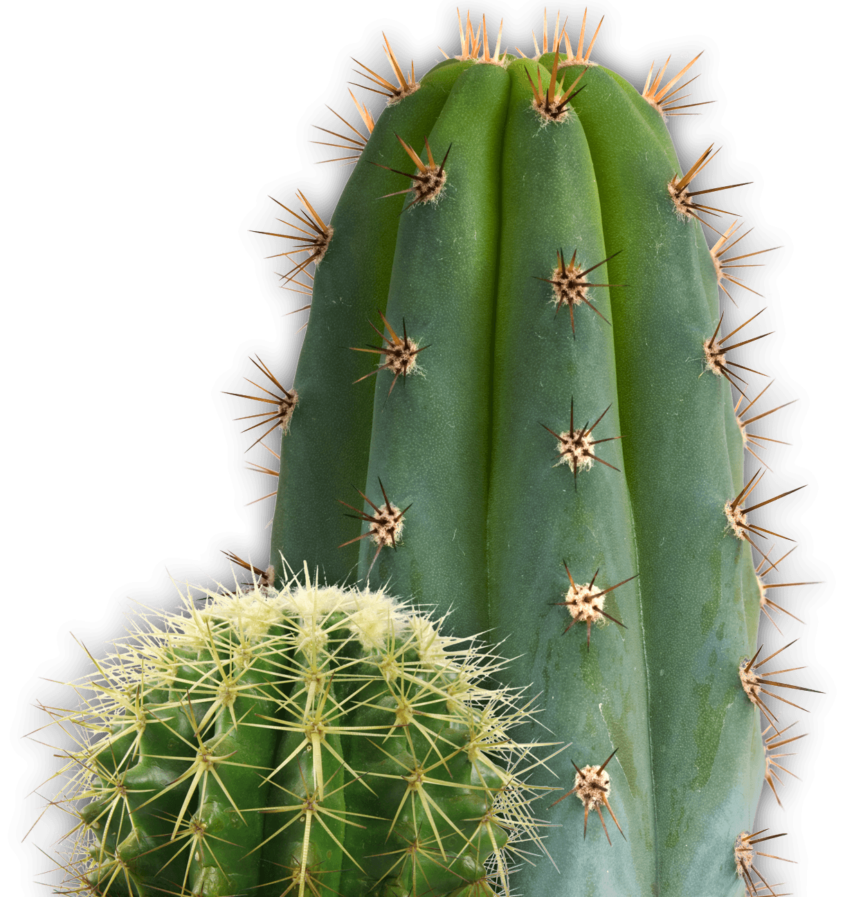 Background Cactus Wallpaper