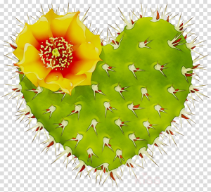 Background Cactus Wallpaper