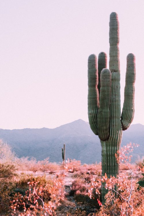 Background Cactus Wallpaper