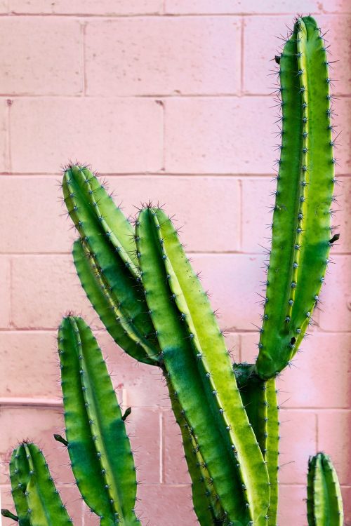 Background Cactus Wallpaper