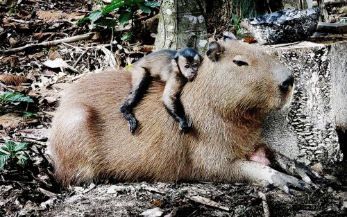 Backround Capybara Wallpaper