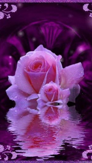 Background Rose Wallpaper