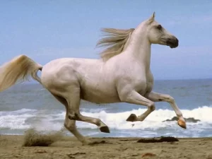 Running Horse Wallpaper