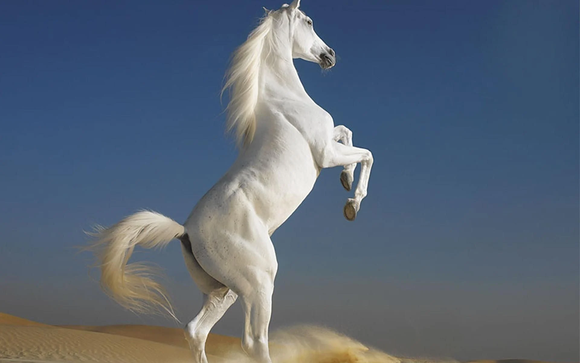 Running Horse Wallpaper