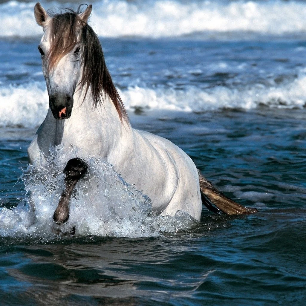 Running Horse Wallpaper