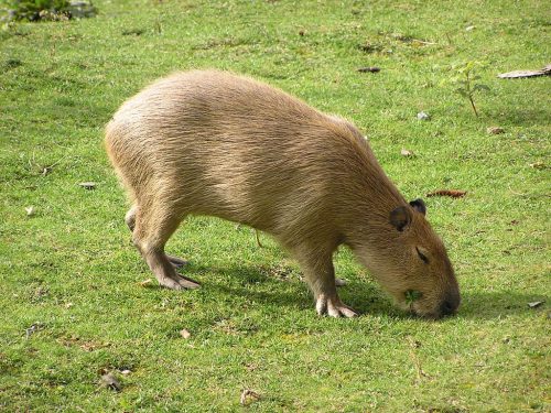 Backround Capybara Wallpaper