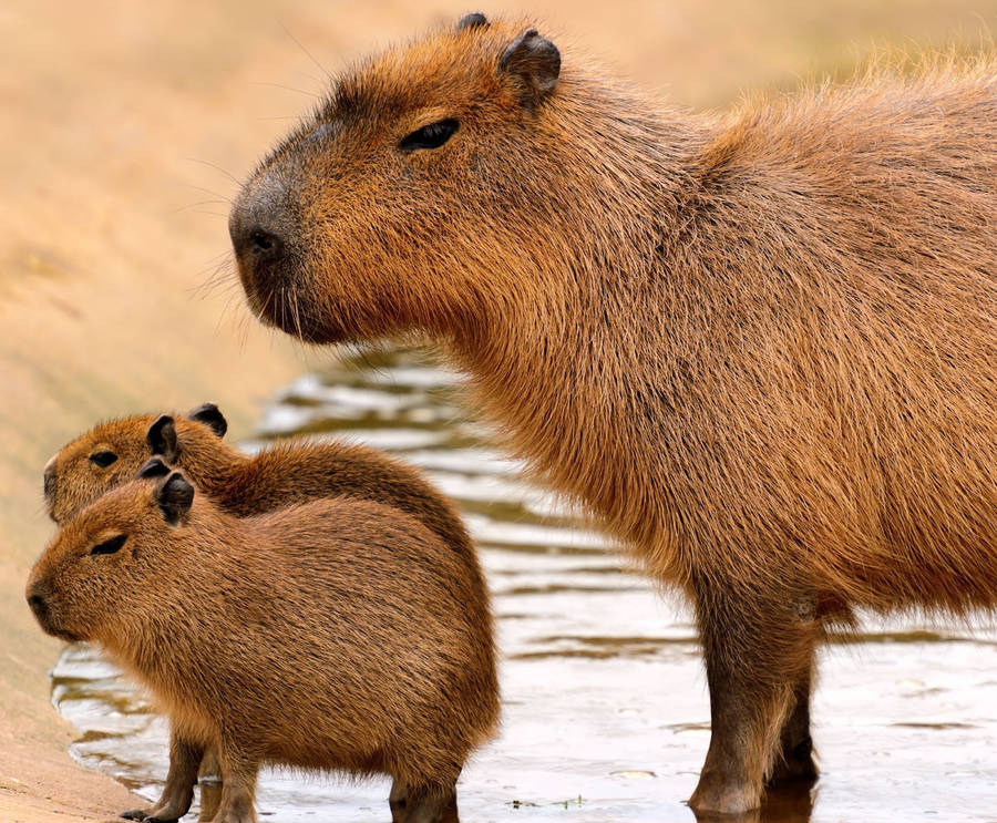 Backround Capybara Wallpaper