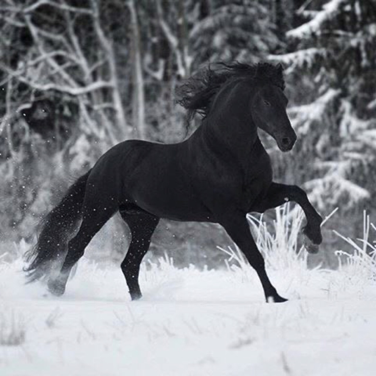 Running Horse Wallpaper