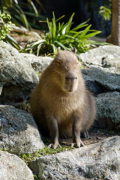 Backround Capybara Wallpaper