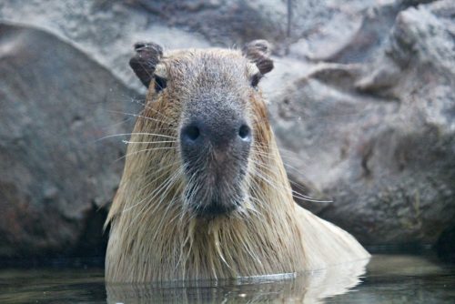 Backround Capybara Wallpaper