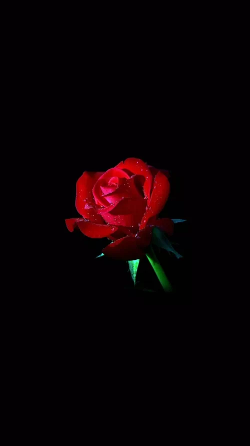 Background Rose Wallpaper