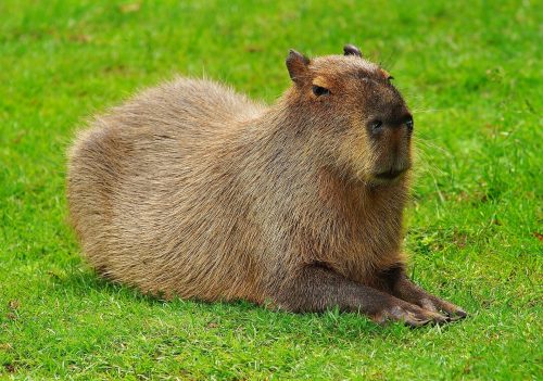 Backround Capybara Wallpaper