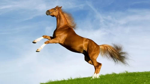 Running Horse Wallpaper