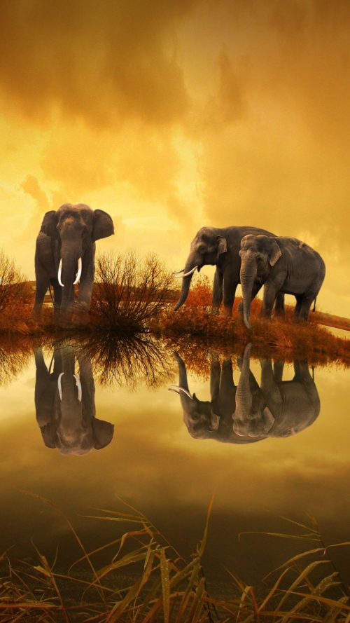 Background Elephant Wallpaper