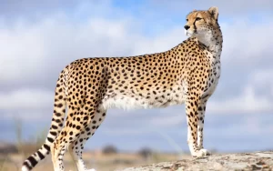 Cheetah Wallpaper Desktop