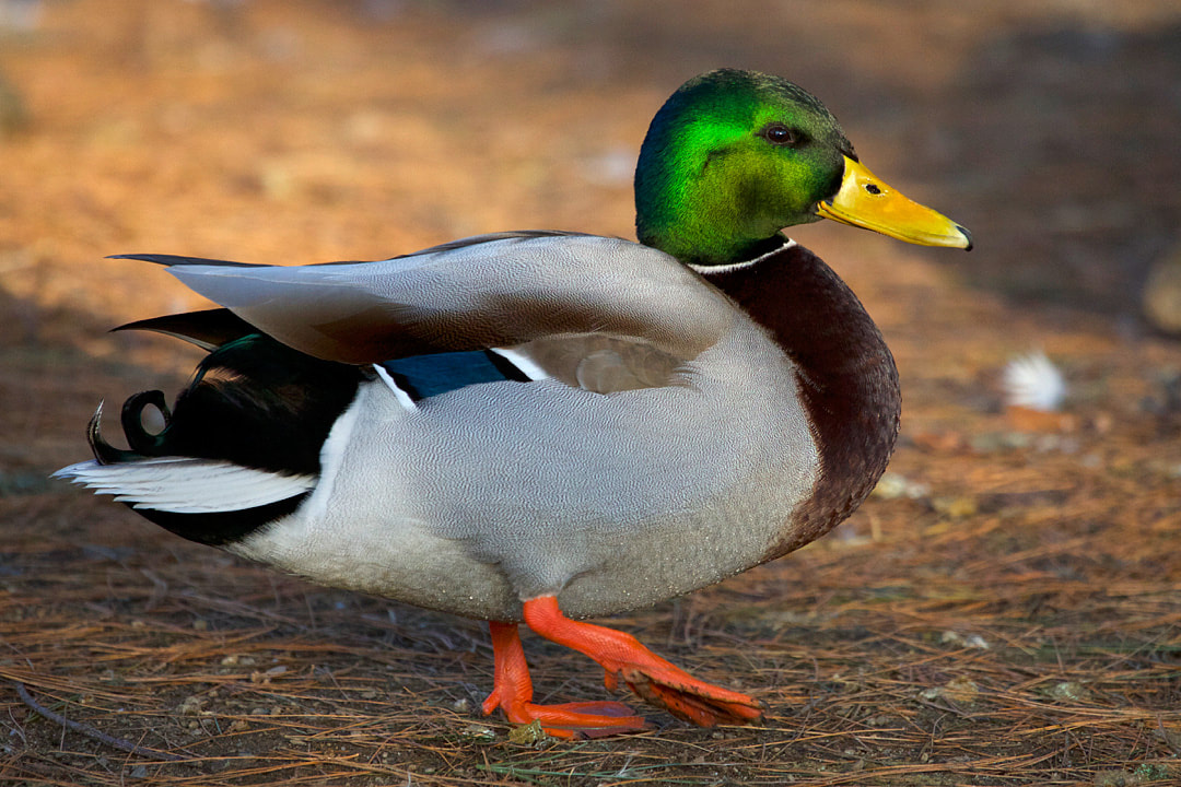 Background Duck Wallpaper