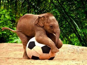 Background Elephant Wallpaper