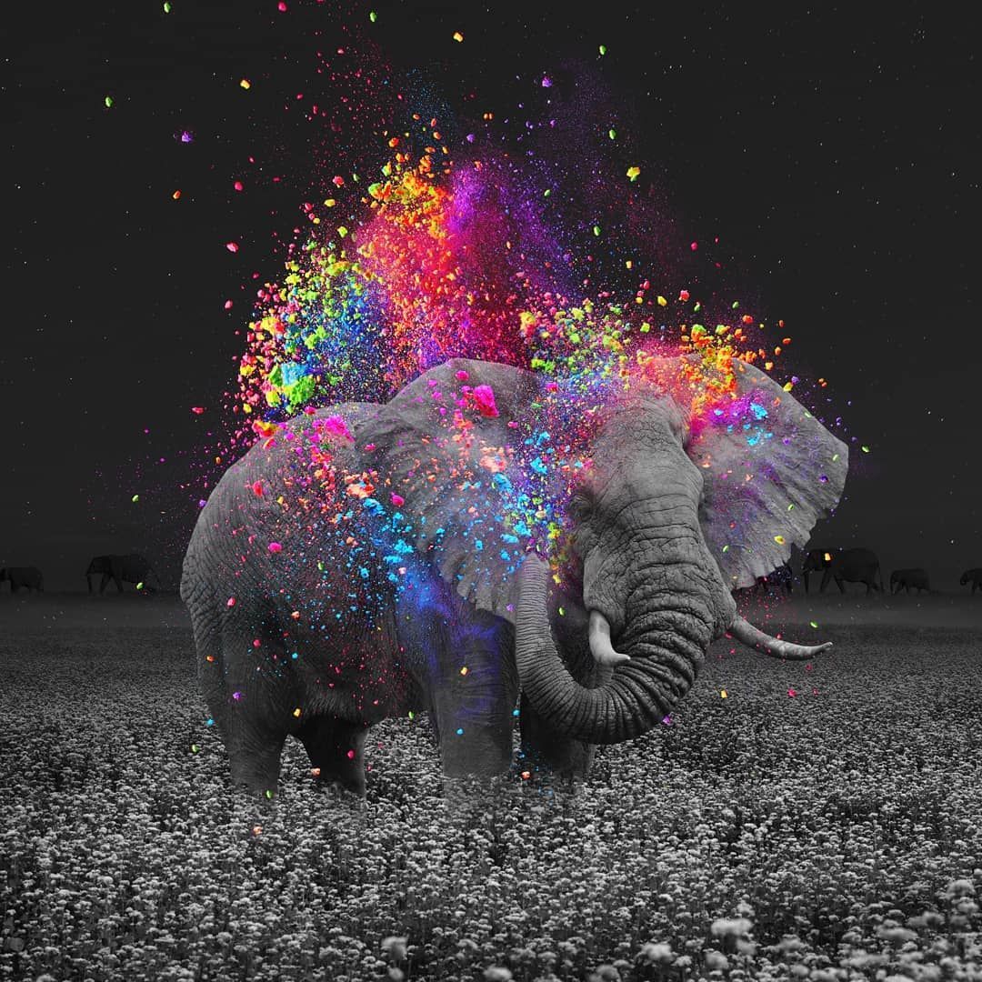 Background Elephant Wallpaper